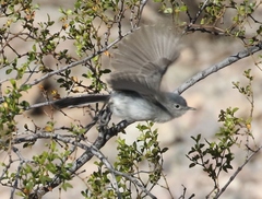 Polioptila melanura