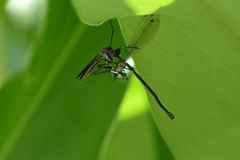 Archilestris capnopterus