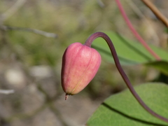 Clematis texensis
