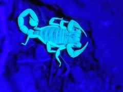 Hadruridae