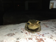 Trachycephalus mesophaeus