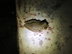 Trachycephalus mesophaeus