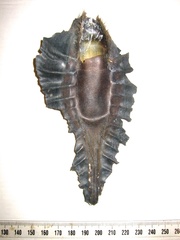 Callorhinchus milii