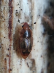 Epuraea imperialis
