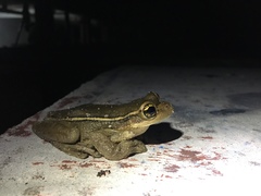 Trachycephalus mesophaeus