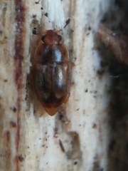 Epuraea imperialis