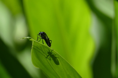 Archilestris capnopterus