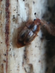 Epuraea imperialis