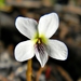 White Bog Violet - Photo (c) Bob Peterson, some rights reserved (CC BY-NC-SA)