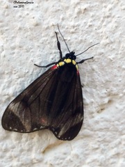 Dysschema leucophaea