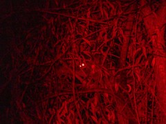 Pseudocheirus peregrinus