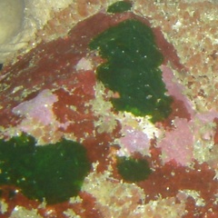 Palmophyllum umbracola