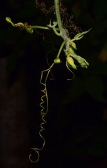 Polyclathra cucumerina
