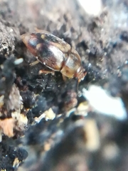 Epuraea imperialis