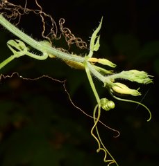 Polyclathra cucumerina