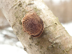 Dichomitus campestris