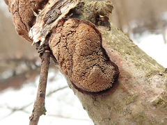 Dichomitus campestris