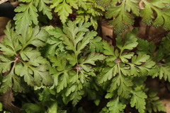 Geranium robertianum