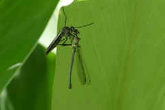 Archilestris capnopterus