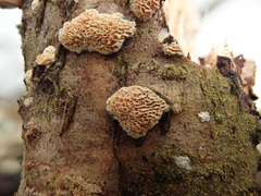 Dichomitus campestris