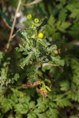 Senecio vulgaris