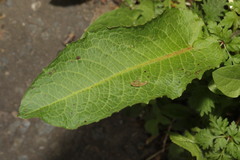 Rumex obtusifolius
