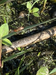 Disonycha conjugata