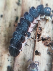 Phosphaenus hemipterus