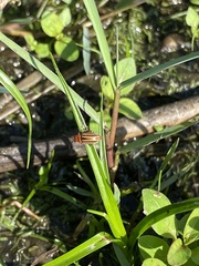 Disonycha conjugata