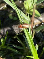 Disonycha conjugata