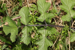 Heracleum sphondylium