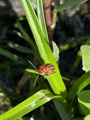 Disonycha conjugata