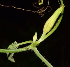 Polyclathra cucumerina