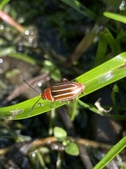 Disonycha conjugata