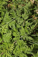 Anthriscus sylvestris