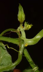 Polyclathra cucumerina