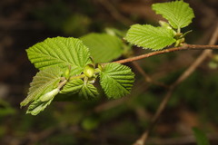 Corylus avellana