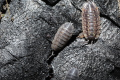 Porcellio scaber