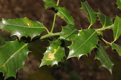 Ilex aquifolium