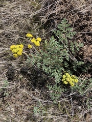 Lomatium donnellii
