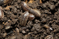 Oniscus asellus