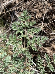 Lomatium donnellii