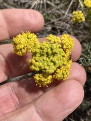 Lomatium donnellii