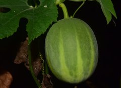 Polyclathra cucumerina