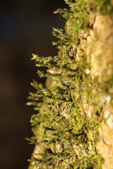 Cryphaea heteromalla