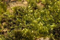 Hypnum cupressiforme