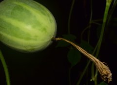 Polyclathra cucumerina