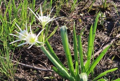 Hymenocallis liriosme