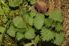 Urtica dioica