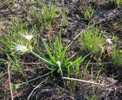Hymenocallis liriosme